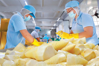 竹笋丰收季 满山绿竹变“金”食